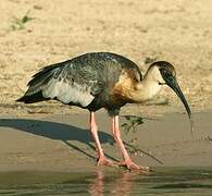 Buff-necked Ibis