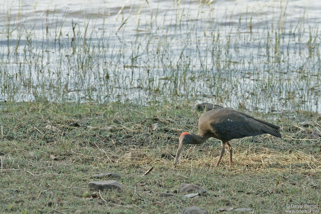 Red-naped Ibisadult, walking, fishing/hunting