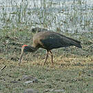 Ibis noir