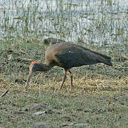 Red-naped Ibis