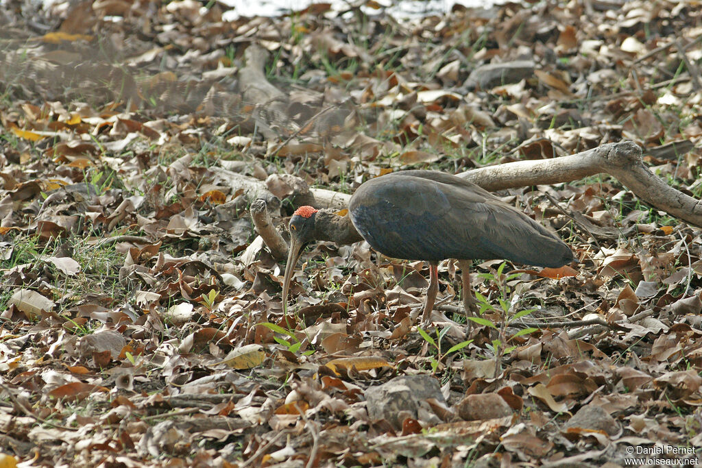 Ibis noiradulte, marche, pêche/chasse