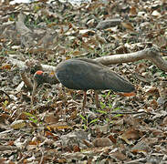 Red-naped Ibis