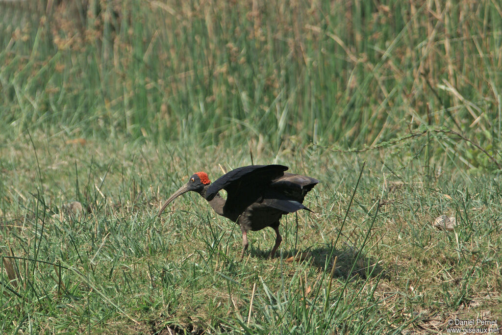 Ibis noiradulte, marche