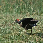 Red-naped Ibis