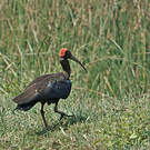 Ibis noir