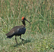 Red-naped Ibis