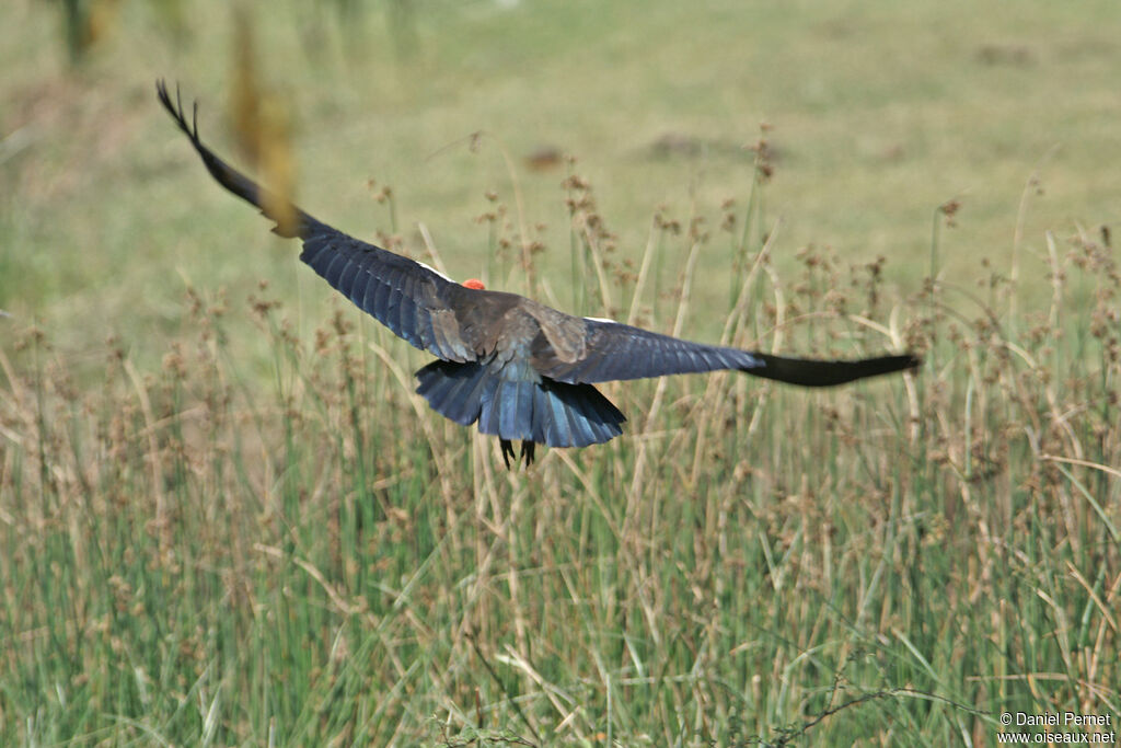 Ibis noiradulte, Vol