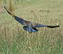 Red-naped Ibis