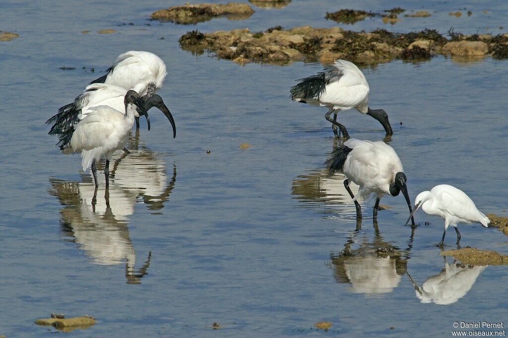 Ibis sacréadulte, identification