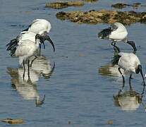 African Sacred Ibis