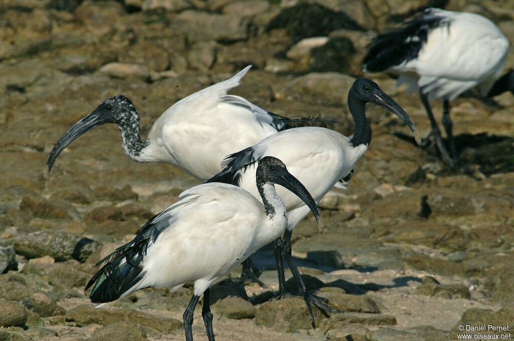 African Sacred Ibis, identification