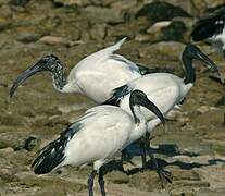 African Sacred Ibis