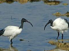 African Sacred Ibis