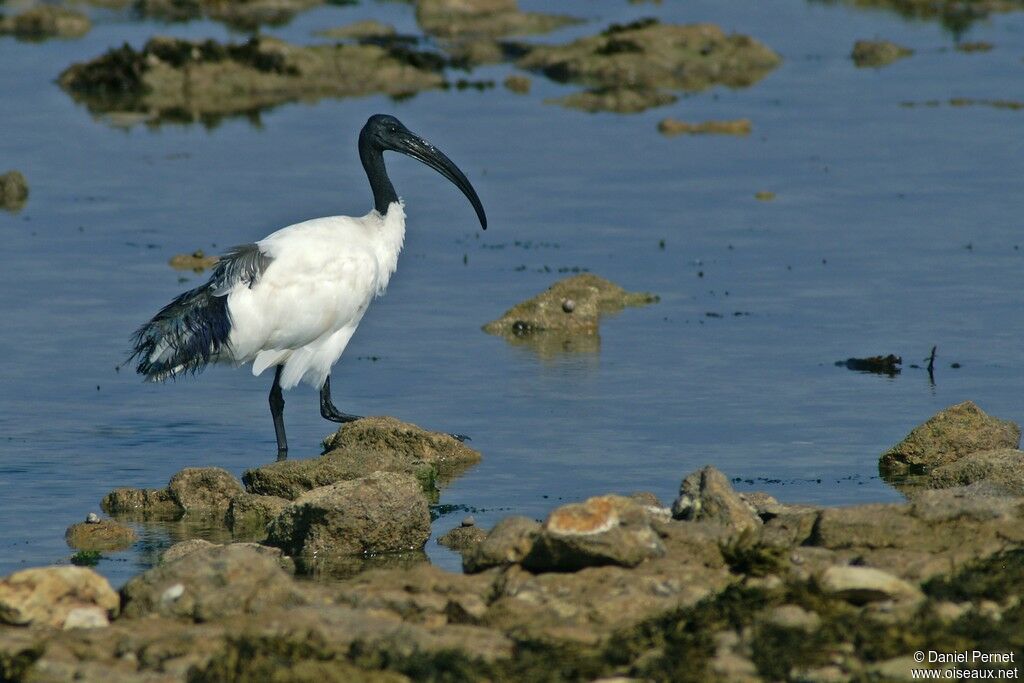 African Sacred Ibisadult, identification