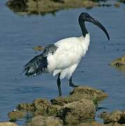 African Sacred Ibis