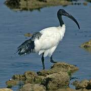 Ibis sacré