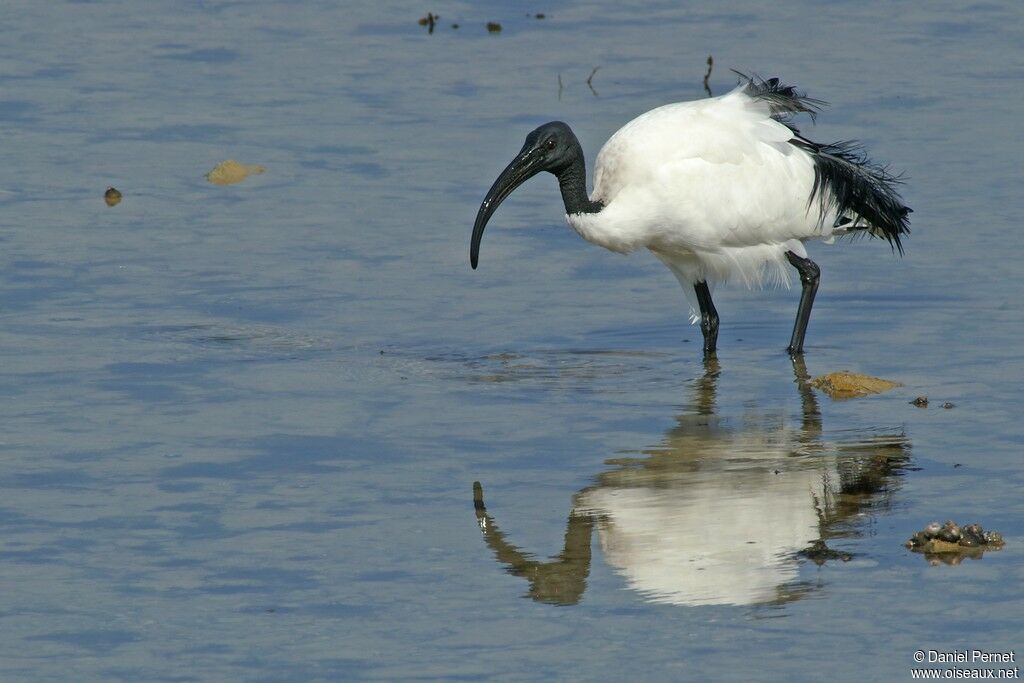 Ibis sacréadulte, identification