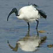 African Sacred Ibis