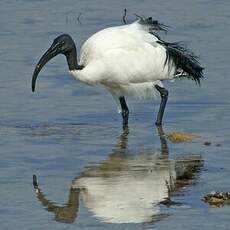 Ibis sacré