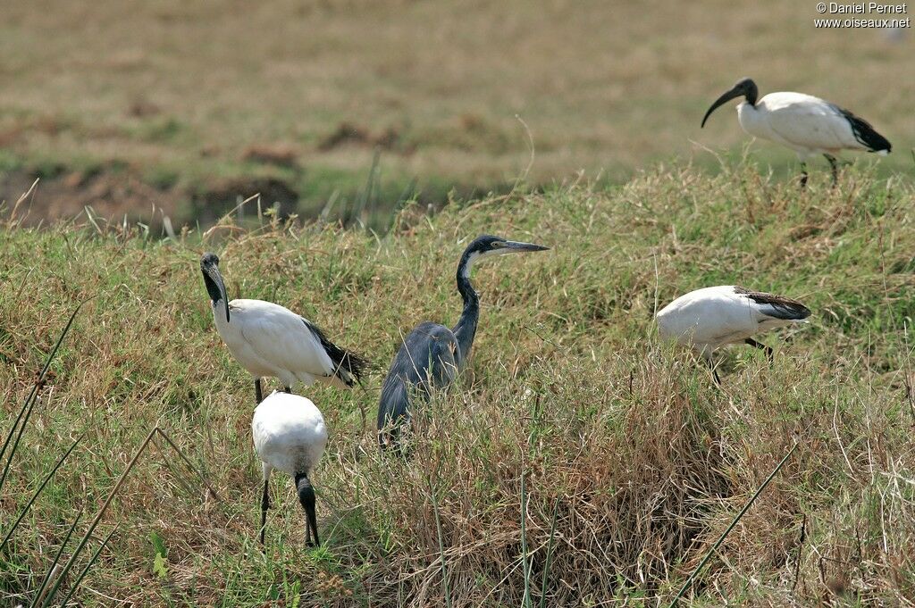 African Sacred Ibisadult, identification