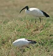 African Sacred Ibis