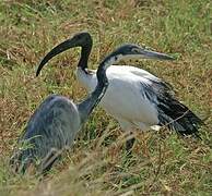 African Sacred Ibis