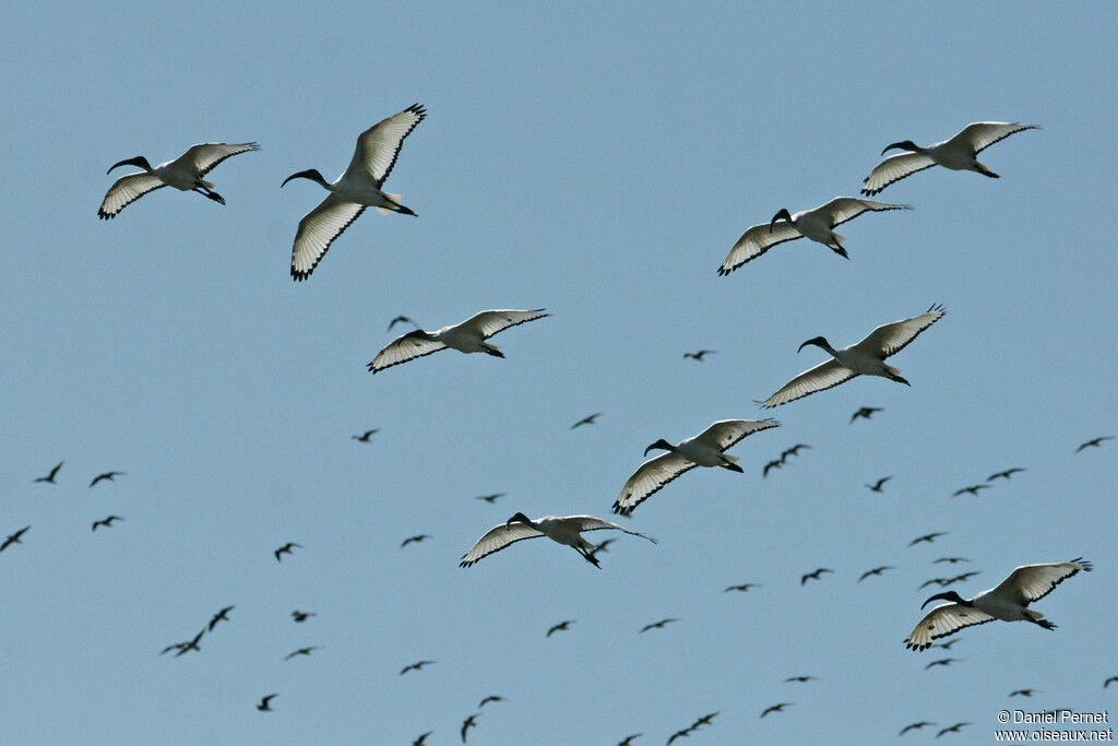 African Sacred Ibisadult, Flight