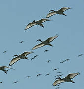 African Sacred Ibis