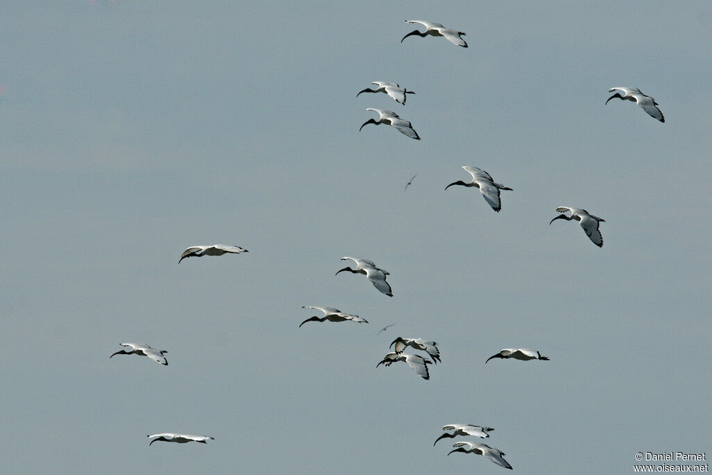 African Sacred Ibisadult, Flight