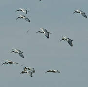 African Sacred Ibis