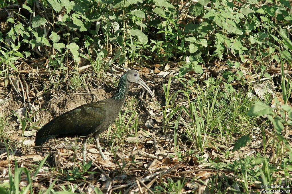 Green Ibisadult, identification