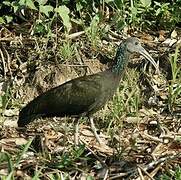 Green Ibis