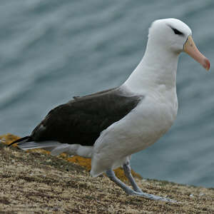 Albatros à sourcils noirs