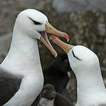 Albatros à sourcils noirs