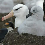 Albatros à sourcils noirs