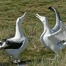 Albatros hurleur