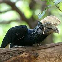 Calao à joues argent