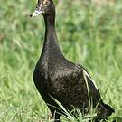 Canard musqué