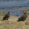 Caracara austral