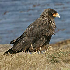 Caracara austral