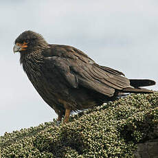 Caracara austral