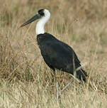 Cigogne à pattes noires
