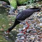 Cigogne noire