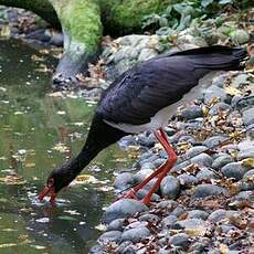 Cigogne noire