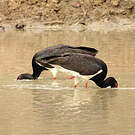 Cigogne noire