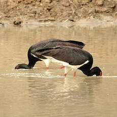 Cigogne noire