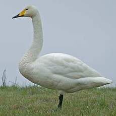 Cygne chanteur