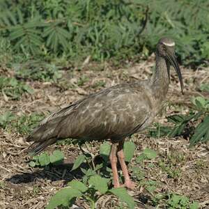 Ibis plombé