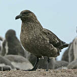 Labbe antarctique