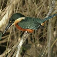 Martin-pêcheur bicolore